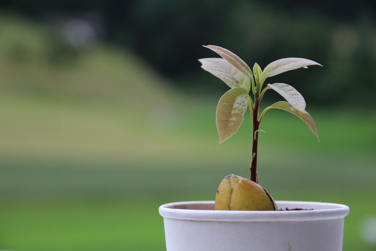 How do you grow an avocado from a seed?