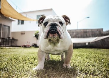 English Bulldog Breeders in California – Bulldog for Sale