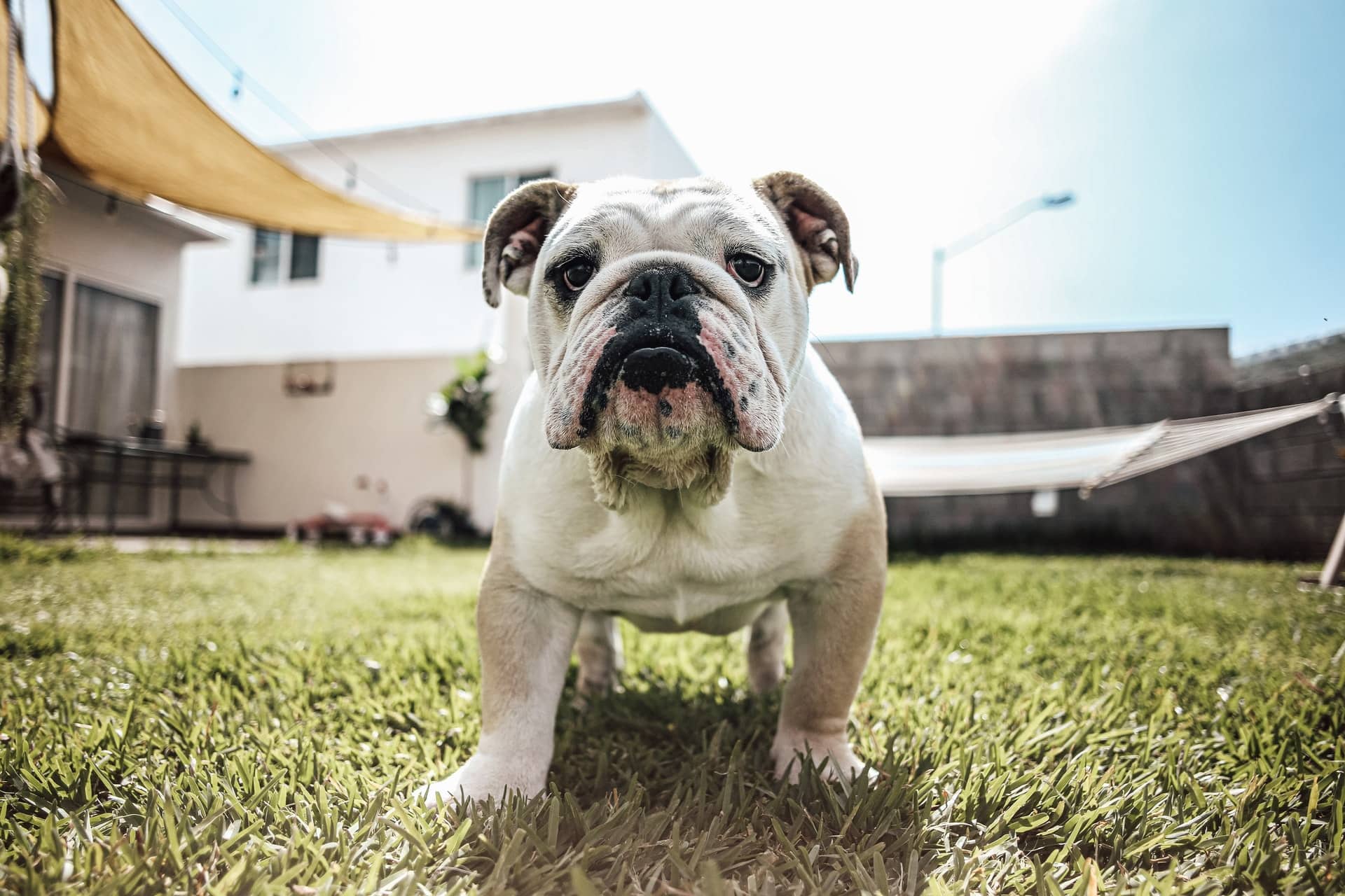 English Bulldog Breeders in California – Bulldog for Sale