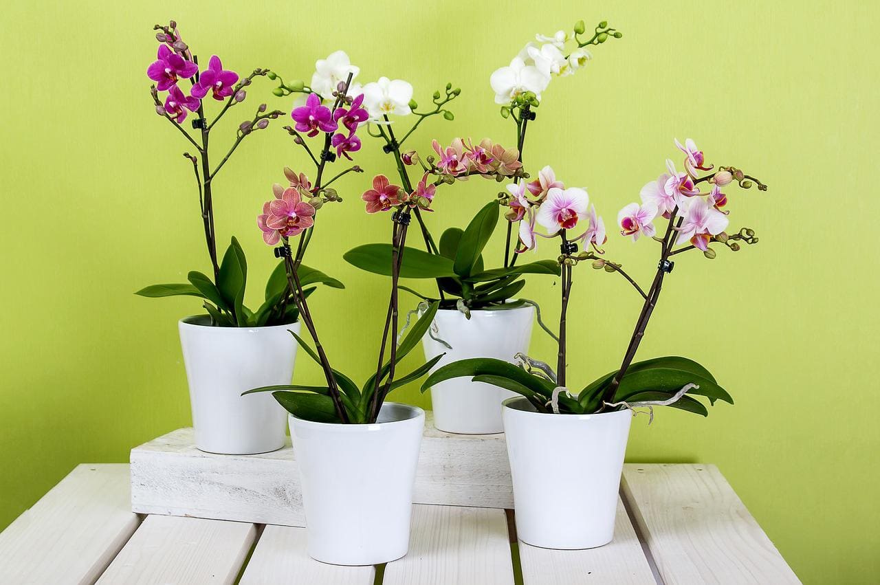 Orchids. How to care for them so that they bloom often?
